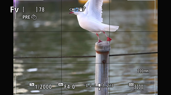 �����}�ɓ����Ă�AF����������Ǐ]���Ă���̂��킩��܂��i�L���m�� EOS R6 Mark II�j