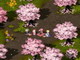 オンラインゲーム最新イベント情報：ひと花咲かせる