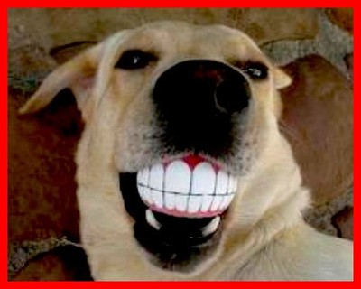 愛犬にいつも笑顔を 噛むと犬が陽気に笑うボール ねとらぼ