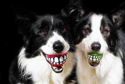 愛犬にいつも笑顔を 噛むと犬が陽気に笑うボール ねとらぼ