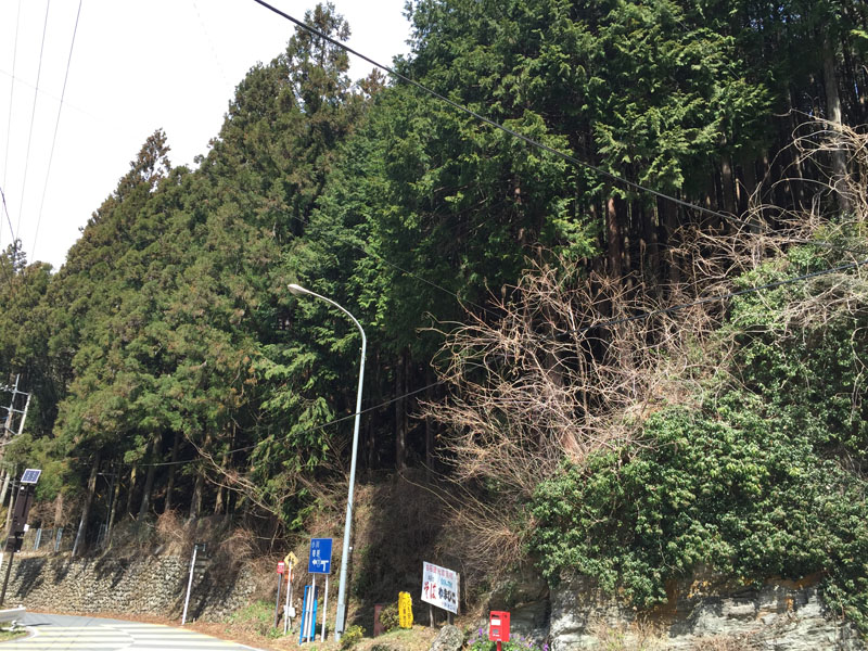 一つのくしゃみが命取りに ロードバイク乗りの花粉症対策 自転車はガジェットだ ねとらぼ