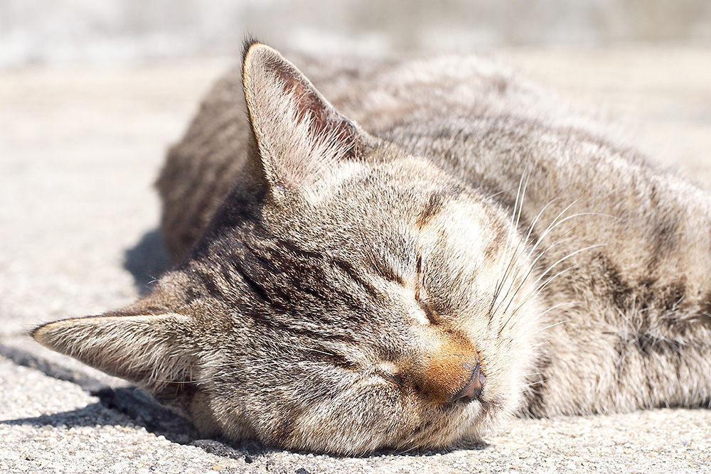 夏の寝不足には原因があった 夏と冬で変わる睡眠 ねとらぼ