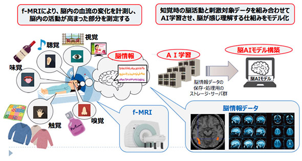 図1　fMRIによる脳活動状況の計測と刺激対象データの学習で脳の働きをAIモデル化（提供：NICT CiNeT）