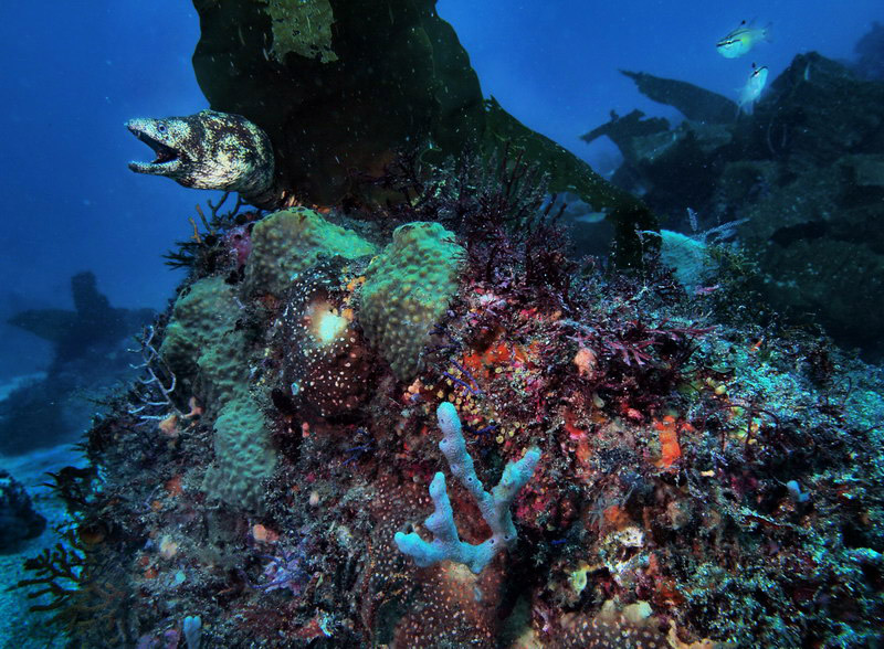 オリンパス「E-410」で撮る水中写真――写真家 佐藤かな子：写真家