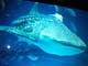 今年は“3D”でマンタに会える——銀座ソニービルで「ハイビジョン沖縄美ら海水族館」