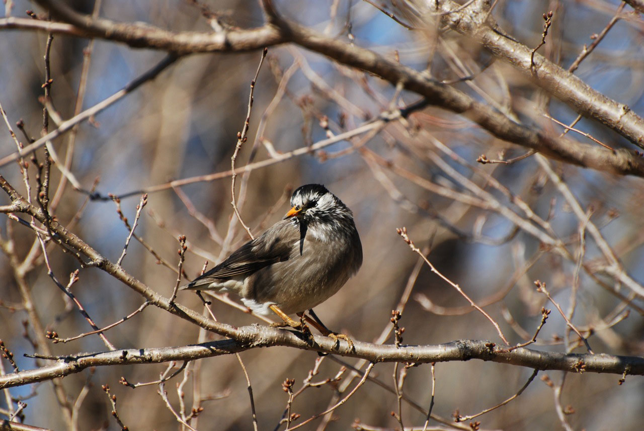 第124回 冬と野鳥の関係 今日から始めるデジカメ撮影術 1 2 ページ Itmedia News