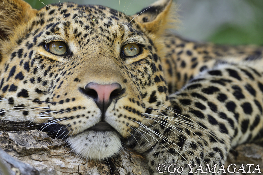 南部アフリカでヒョウを撮る 山形豪 自然写真撮影紀 Itmedia News