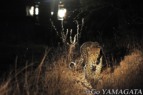 南部アフリカでヒョウを撮る 山形豪 自然写真撮影紀 Itmedia News