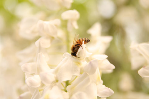 ミツバチ失踪で農業生産が停止？――アインシュタインの危惧は現実になるか（1/2 ページ）