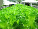 富士通が野菜を作る！? ——半導体のクリーンルームを転用した植物工場を設立
