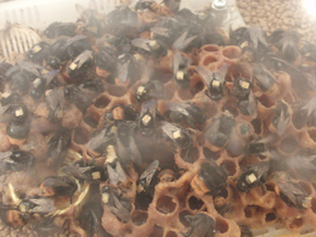 背中にRFIDチップが取り付けられている西洋ミツバチ