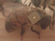 ハチの背中に超小型RFIDチップ——生物多様性保全のためのユビキタス