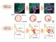 ヒトES細胞から機能的な下垂体ホルモン産生細胞の分化に成功