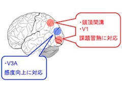 視覚訓練に伴う脳の変化についての論争に決着をつけた新技術 医療技術ニュース Monoist