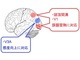 視覚訓練に伴う脳の変化についての論争に決着をつけた新技術