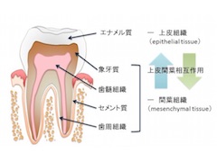 人工的に歯のエナメル質を形成することに成功 医療技術ニュース Monoist