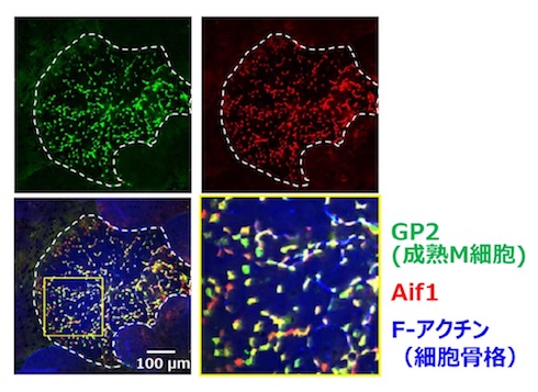 野生型マウスのFAEを管腔側から観察した図。Aif1は成熟M細胞に特異的に発現