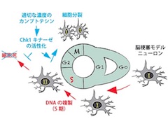 増えない細胞だったニューロンの細胞分裂に成功 新たな脳再生医療へ 医療技術ニュース Monoist