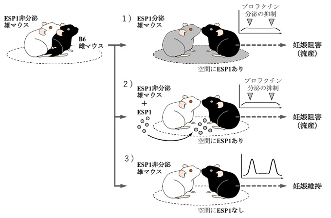 マウスの流産を引き起こすブルース効果の一端を解明 医療技術ニュース Monoist