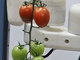 未熟で青いトマトは取らない、農作物の収穫をお手伝いするロボットなどパナソニックが展示