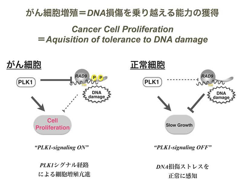 鼻がんはどのように診断されますか?