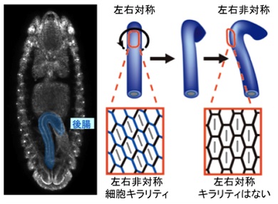 内臓はどのように左右非対称になるか 細胞キラリティの働きを解明 医療技術ニュース Monoist