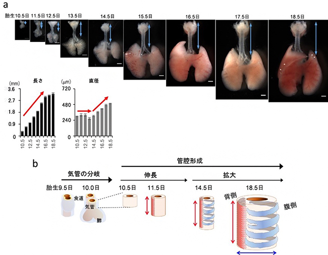 気管の長さと太さが決まる仕組みを解明 筋肉と軟骨がサイズを決定 医療技術ニュース Monoist 気管の長さと太さが決まる仕組みを解明 筋肉と軟骨がサイズを決定 医療技術ニュース Monoist