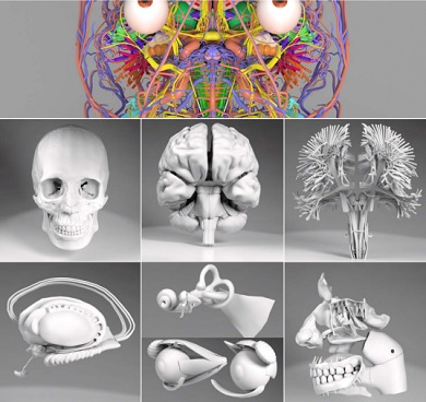 1000以上のパーツで頭部の解剖学的構造を精巧に再現した3d Cgモデルを無償提供 Cadニュース Monoist