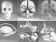 1000以上のパーツで頭部の解剖学的構造を精巧に再現した3D CGモデルを無償提供