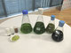 バイオ燃料の安定大量生産へ、デンソーとユーグレナが微細藻類を持ち寄る