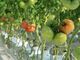 桃太郎トマトの収量を1割向上、創業180年の種苗メーカーが農業IoTに取り組む