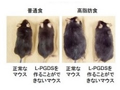 肥満を調節する新しい酵素を発見 肥満予防に期待 医療技術ニュース Monoist