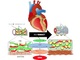 心臓リンパ管の機能不全が冠動脈のけいれんに関与することを証明