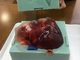 医療シミュレーション用に複雑な立体形状を再現した肝臓モデルを販売