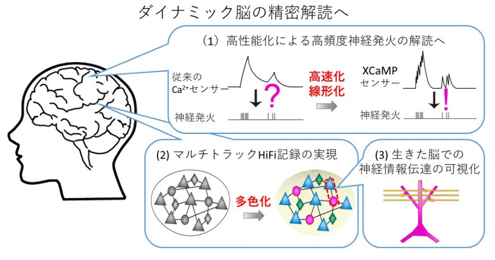 脳情報動態の多色hifi記録を可能にする超高感度カルシウムセンサーを開発 医療技術ニュース Monoist