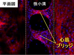 マイクロ心臓の開発へ 培養した心筋細胞で自律的な拍動組織を形成 医療技術ニュース Monoist