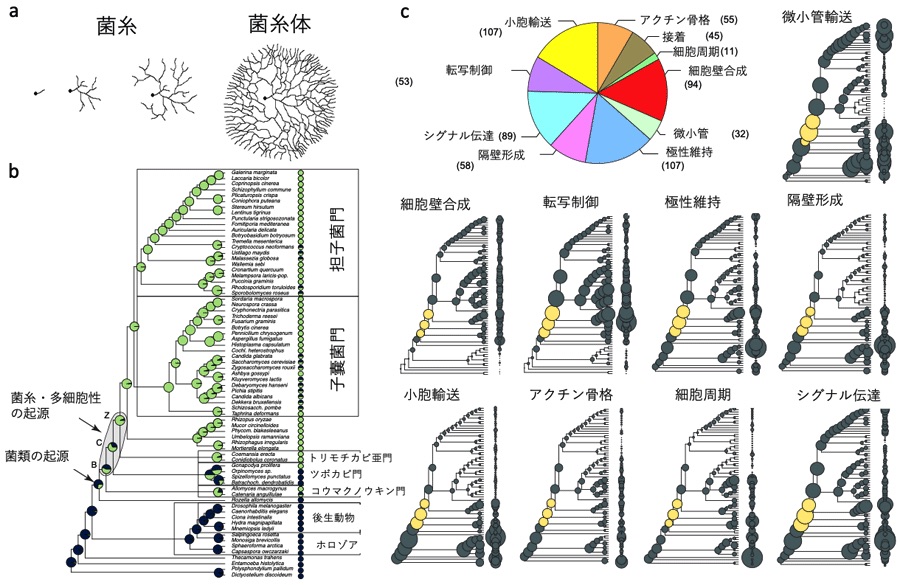 比較ゲノム解析により 菌類の菌糸と多細胞性の起源の一端を解明 医療技術ニュース Monoist