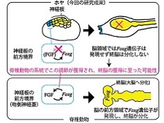 大脳獲得における進化の機構をホヤで解明 医療技術ニュース Monoist