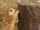 動物園のミーアキャットに自然な採餌行動を促す餌やり器を金属3Dプリンタで