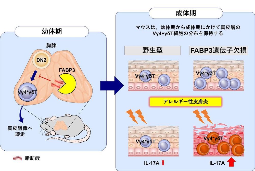 アレルギー性皮膚炎の新しい発症制御メカニズムを発見：医療技術 ...