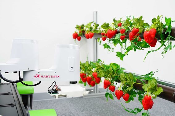 Aiロボットでイチゴの受粉を自動化 世界中の食糧問題解決を目指すharvestx モノづくりスタートアップ開発物語 7 2 3 ページ Monoist