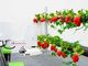 AIロボットでイチゴの受粉を自動化、世界中の食糧問題解決を目指すHarvestX