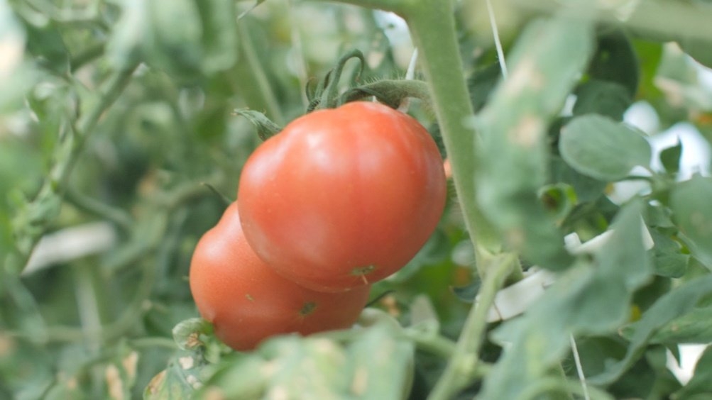 東南アジアでも日本品質のトマトやいちごを高収量で生産できる「植物工場」とは