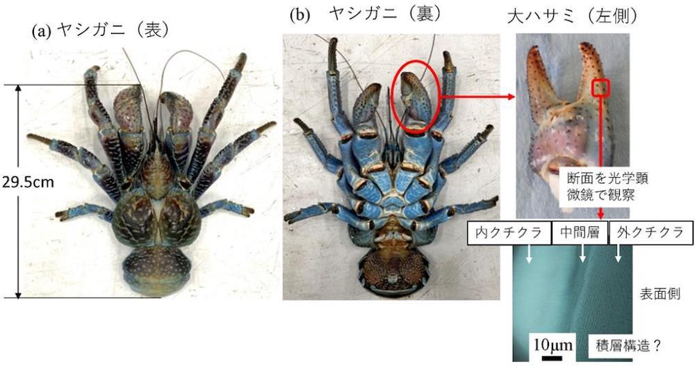 甲殻類最強といわれるヤシガニのハサミの内部構造を解明 医療技術ニュース Monoist