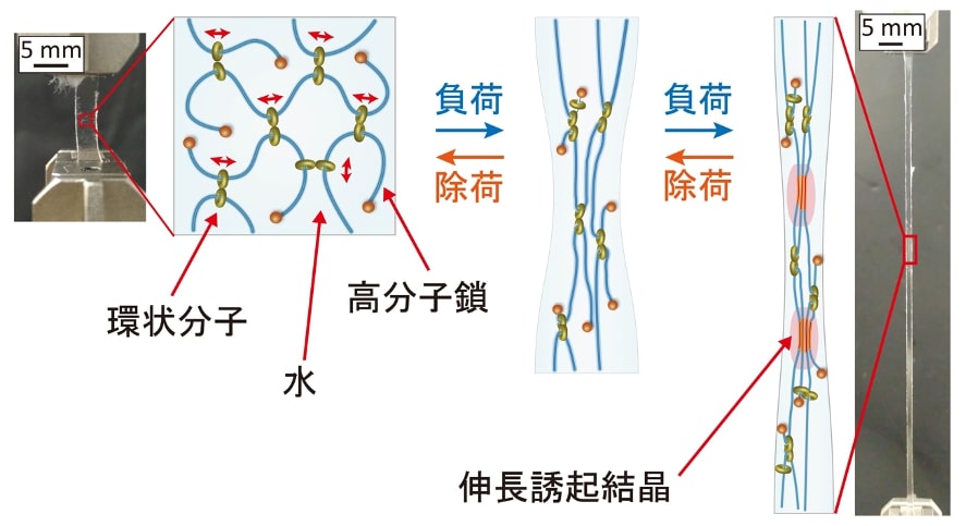 人工靭帯などへの応用が期待 引っ張ると頑丈になる自己補強ゲルを開発 医療機器ニュース Monoist