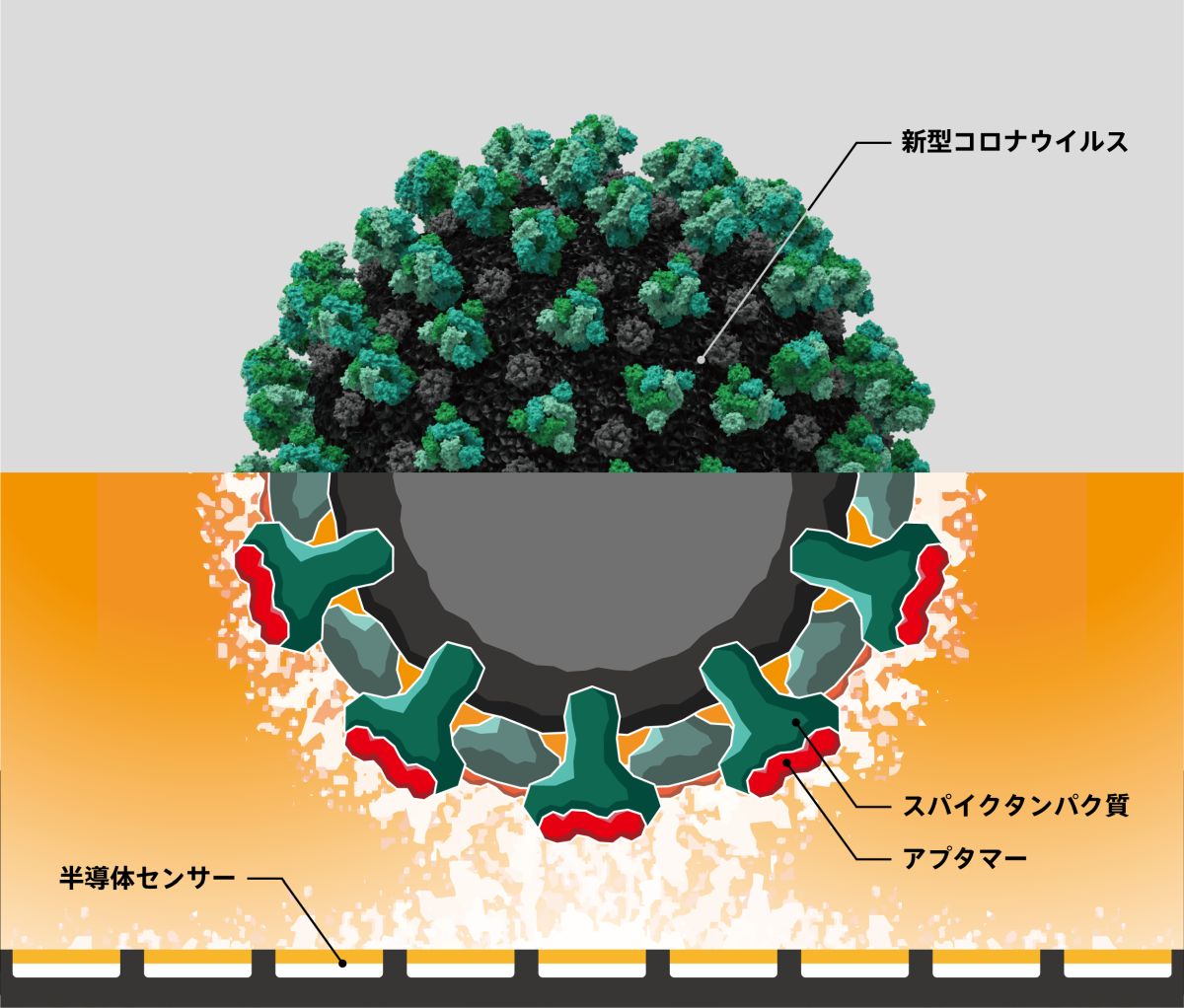 半導体センサーで新型コロナウイルスの感染性を定量検出 3大学とデンソーが開発 組み込み開発ニュース Monoist