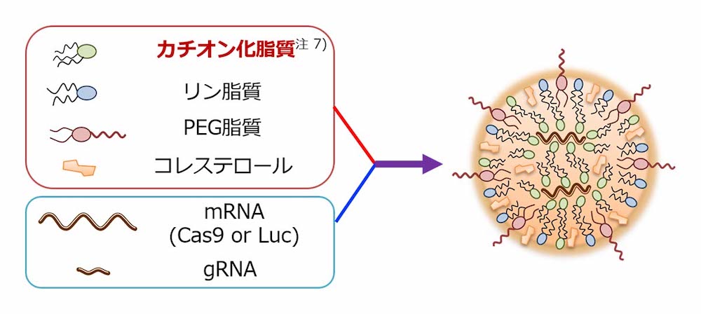 LNP\鐬mNbNŊgn oFT-CiRA