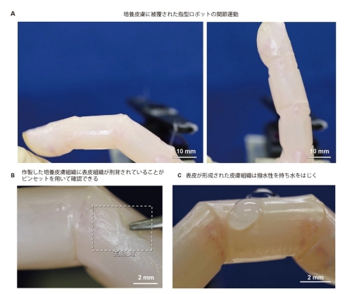指型ロボットの関節運動と表皮組織の確認