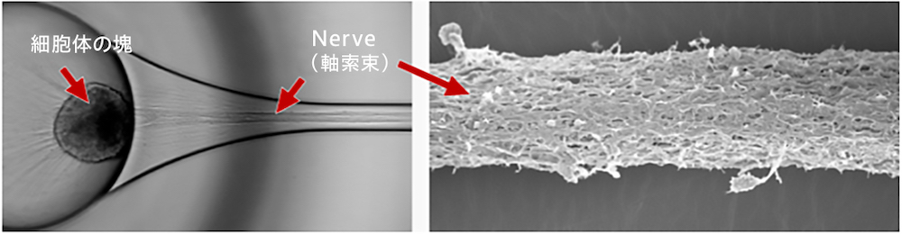 Jiksak Bioengineering|{_oIKmChmNbNŊgn oFO䉻w