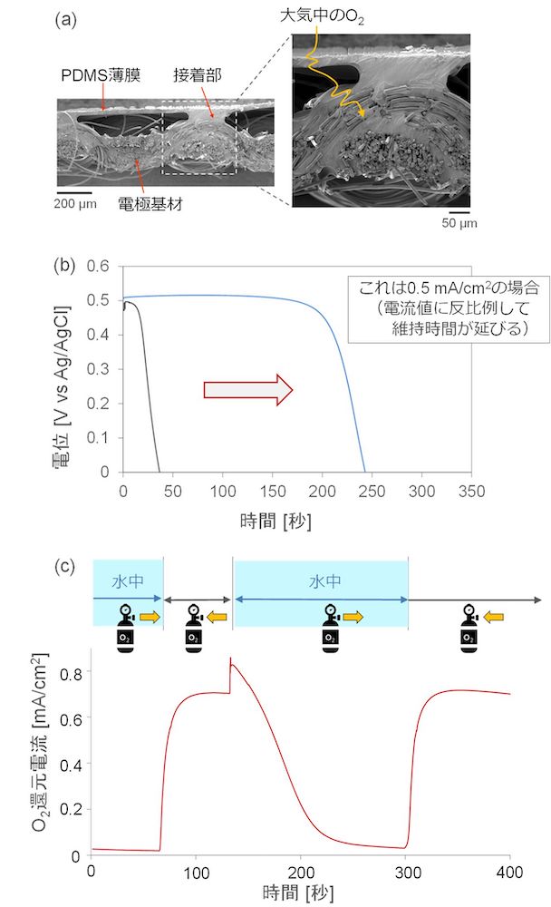 iajdqɂEI[^[v[tdlO2ҌJ\[h̒fʎʐ^Bibjł̓dɓdʂ̌oωi0.5mA/cm2O2^N̎ԁjAPDMSȂꍇijƃEI[^[v[tdl̃J\[hijőBicjEI[^[v[tdlJ\[h̓dɓd0.5VɂO2ҌdlAoJԂđiO2^N̏ƍď[UjmNbNŊgn oFkw